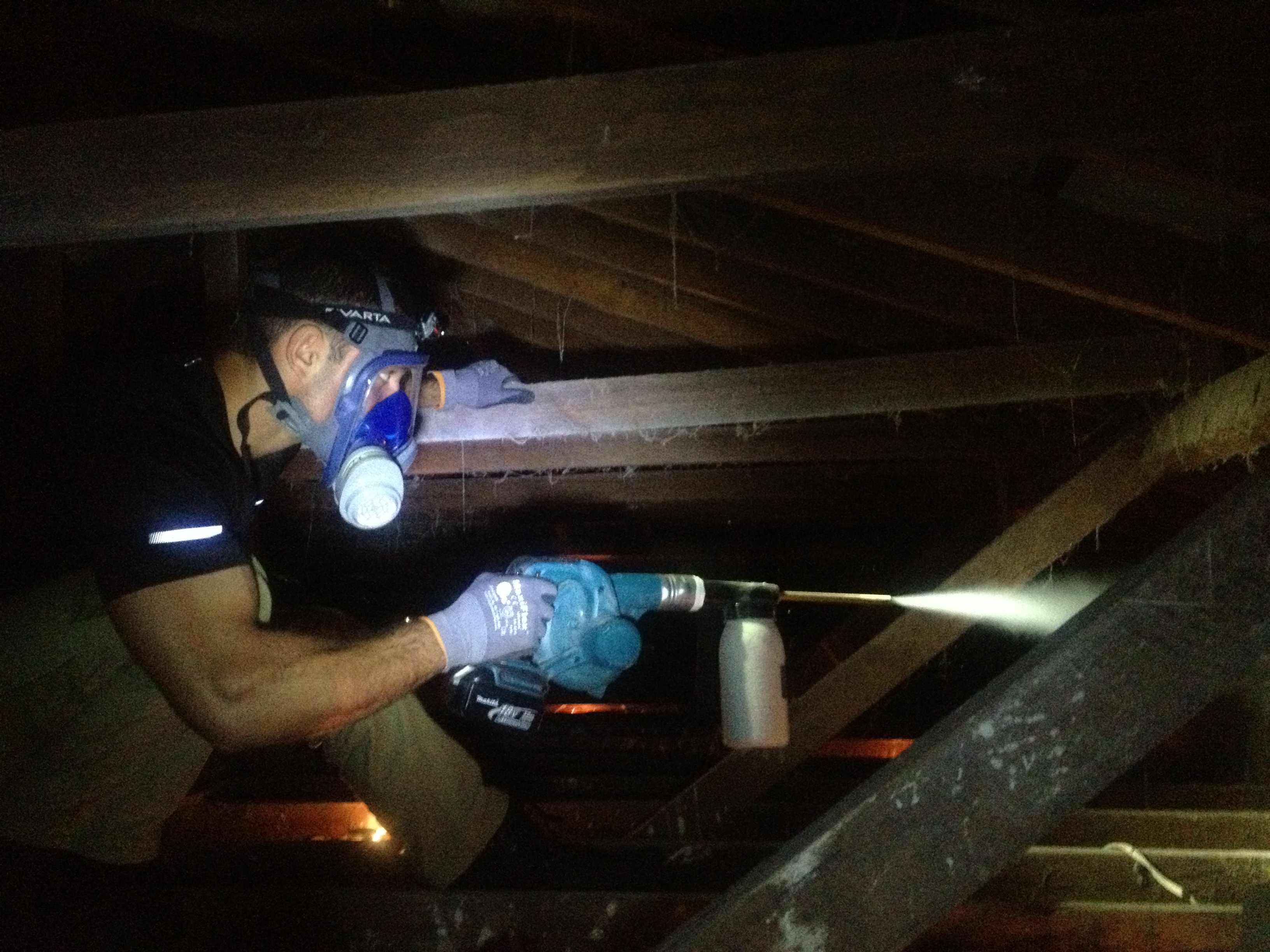 Pest Control Treatment - blowing insecticide powder into roof cavity
