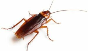 Pest Control cockroaches