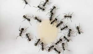 Ants feeding on liquid
