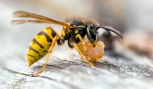 Pest control wasps