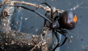 Pest control spiders