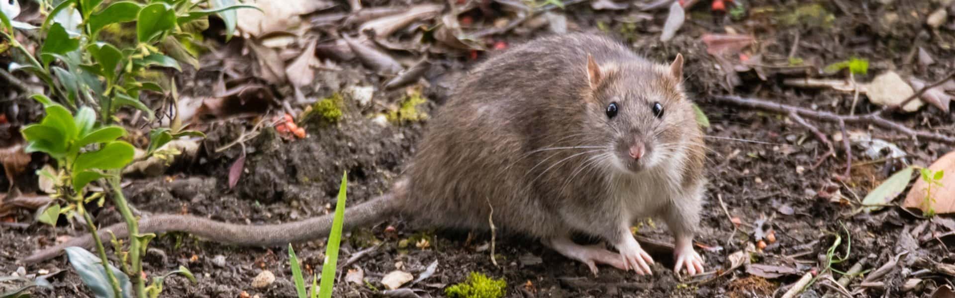 Rodent control Professional treatments Geelong Pest Control