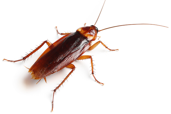 American cockroach