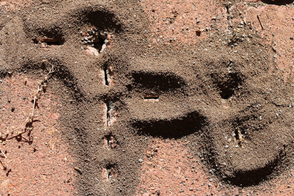 Coastal brown ants digging up dirt in pavers