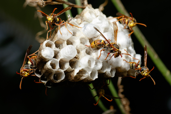 Australian paper wasp