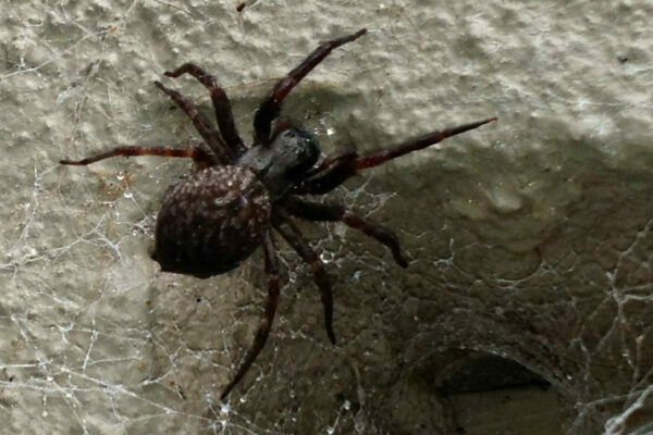 Black house spider