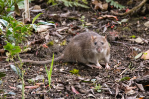 Norway rat or brown rat (rodent control)