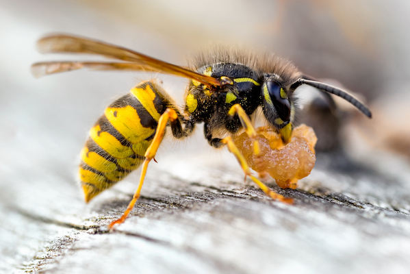 European wasp