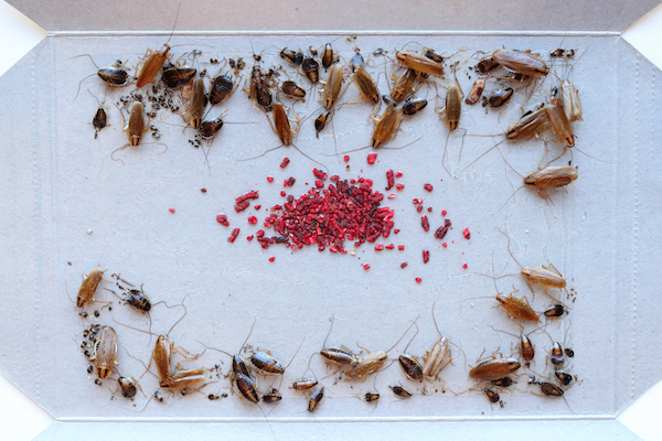 German cockroaches (adults and nymphs) caught on a sticky trap