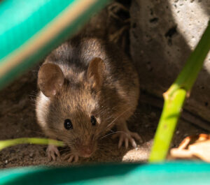 House mouse - Rodent Control
