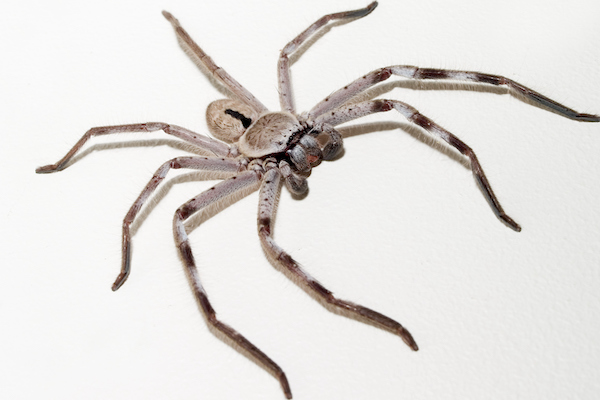 Huntsman spider