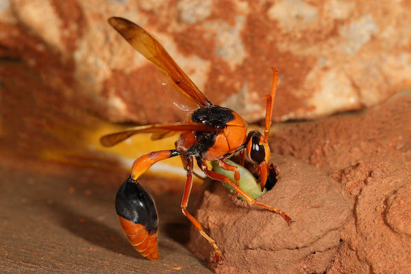 Potter wasp