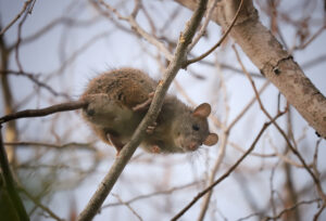 Roof rat or black rat (rodent control)