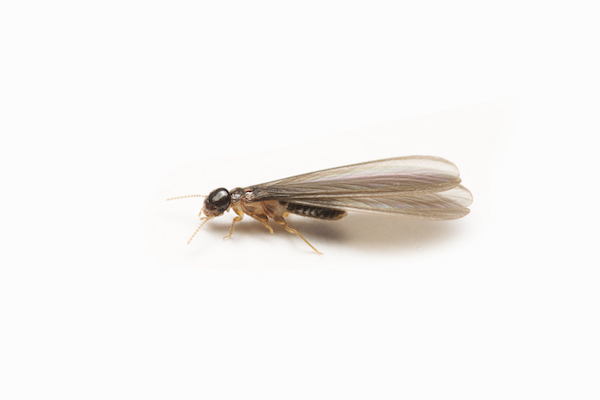 Flying termite (alate)