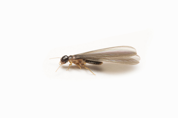 Termite alate - flying termite