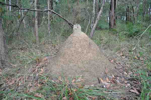 termite nest