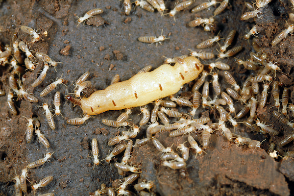 Termite queen and workers