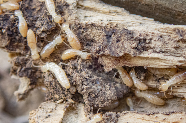 Termites (white ants)