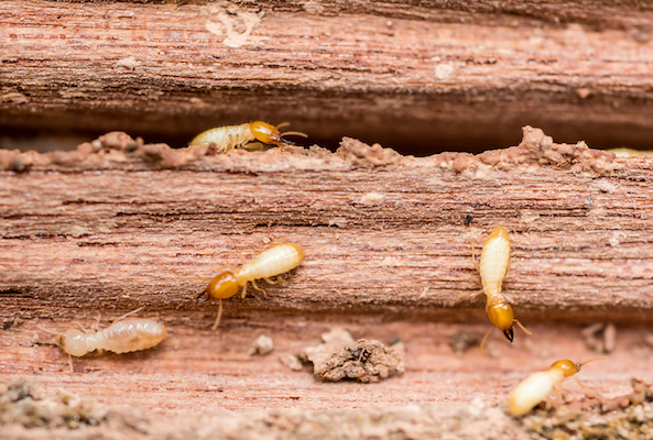 Termites on damaged wood