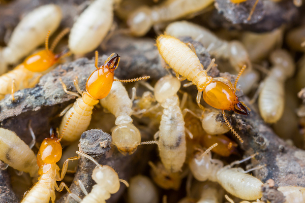 Termites - workers and soldiers