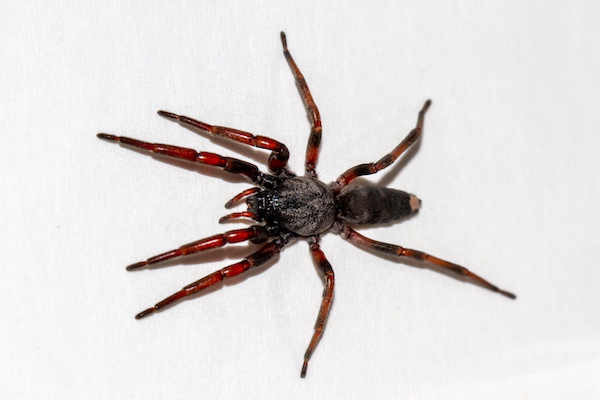 White tailed spider