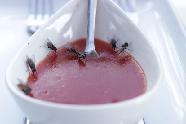 Flies on food in kitchen - pest control needed