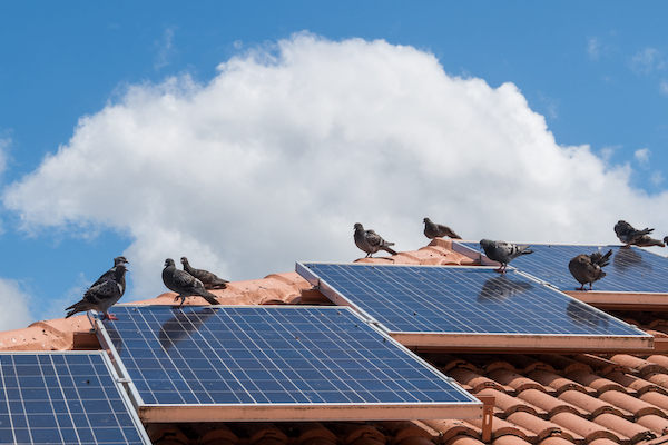 Birds on solar panel - bird proofing needed